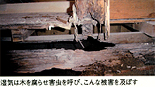 湿気は木を腐らせ害虫を呼び、こんな被害を及ぼす